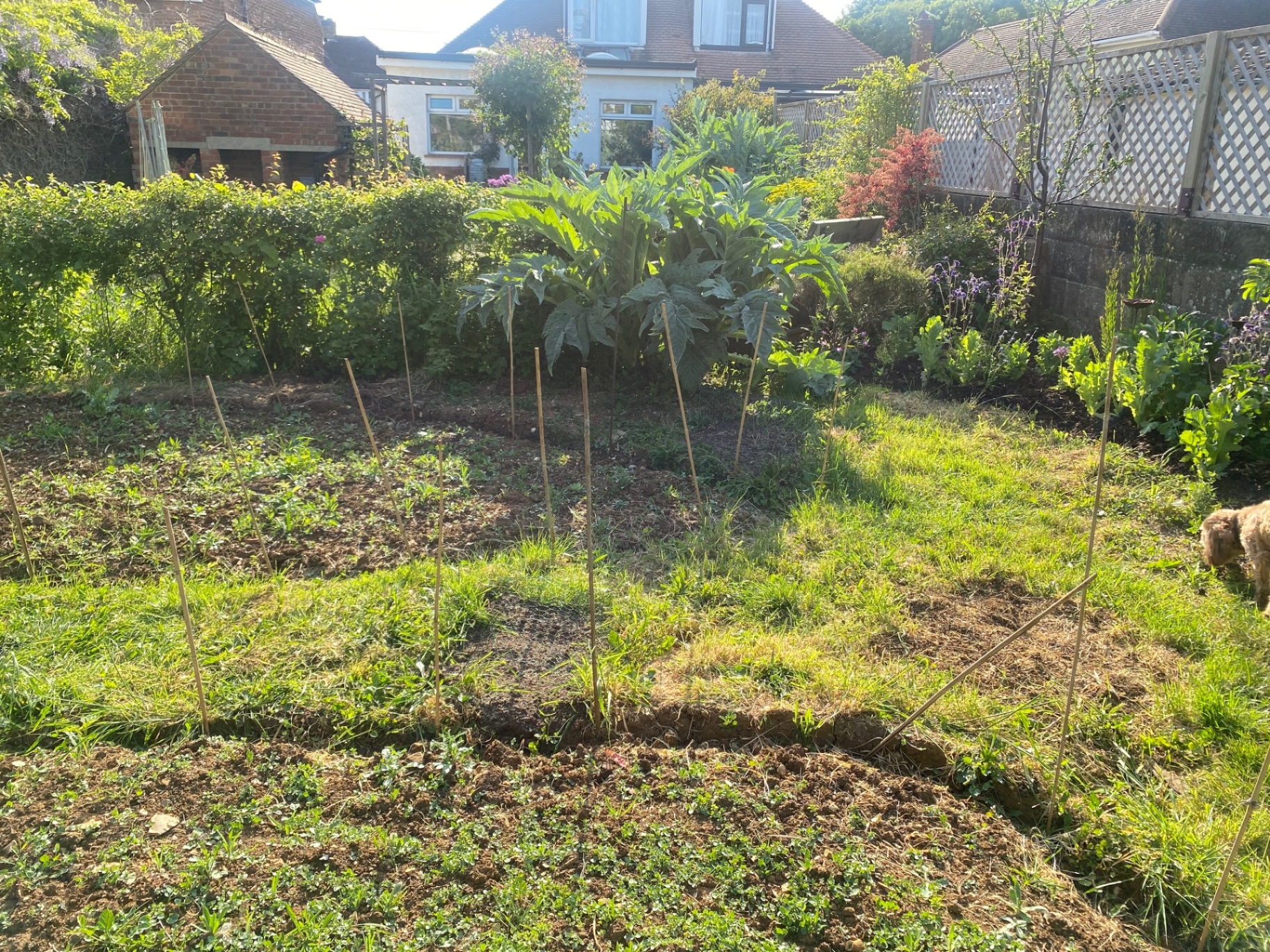 Ground cleared, dug over and staked out, ready for sowing.
